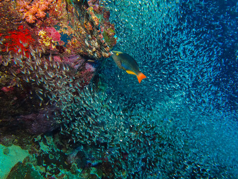 Fototapeta Ryby papugi i rafa koralowa na wyspie Similan