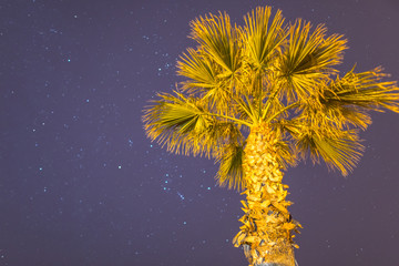 palm tree on a night sky background