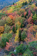 Orange and Yellow Creeps Into the Forest Vertical