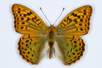 Fototapeta na wymiar Cardinal, Argynnis pandora butterfly