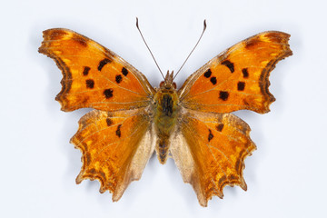 Fototapeta premium Southern Comma butterfly, Polygonia egea