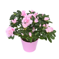 Azalée japonaise rose