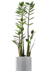 Zamioculcas zamiifolia on white background, a typical modern office pot plant