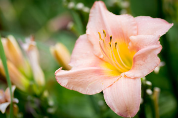 Yellow flower with an orange tint on a green background