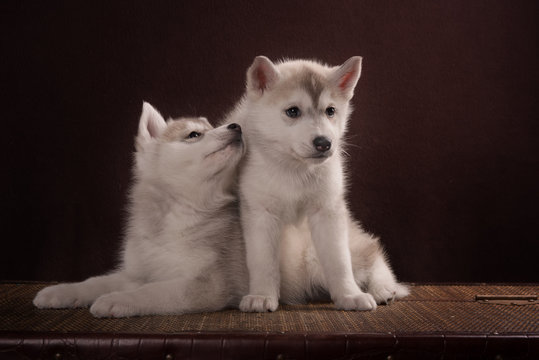 Two Little cute puppy of Siberian husky dog 