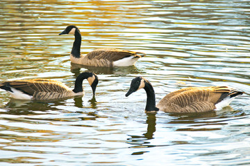 Three gray goose swim in a pond