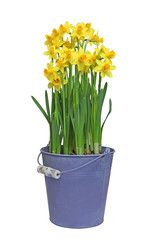 Narcisses en pot