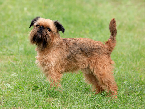 Griffon Bruxellois dog in the spring garden