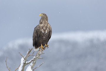 White-tailed eagle. Adult female.