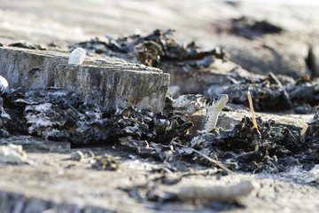 Ringelnatter, Natrix natrix.