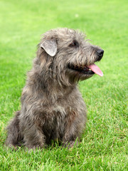 Imaal Terrier on a green grass lawn © Radomir Rezny