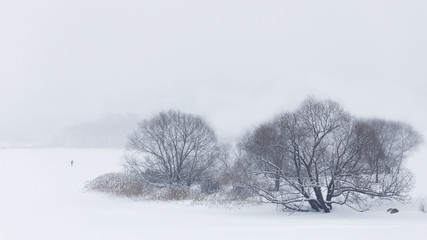 Winter background. Trees surrounded by winter pure whiteness.
