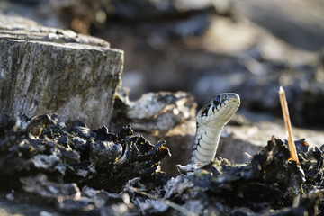 Ringelnatter, Natrix natrix.