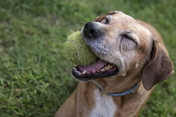 Cane con la palla da Tennis