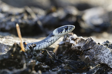 Ringelnatter, Natrix natrix.