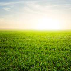 Obraz na płótnie Canvas green fields at the sunrise