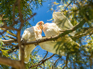 Naklejka premium Long billed corella chick being fed by parent bird