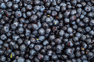 Blueberries picked in forest, background texture