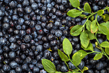 Blueberries picked in forest, background texture