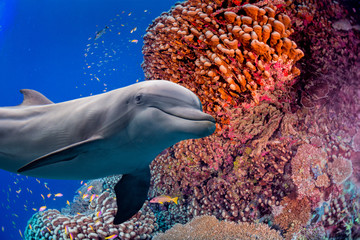Obrazy na Szkle  delfin pod wodą na tle rafy