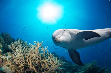 Fotobehang dolphin underwater on reef background © Andrea Izzotti
