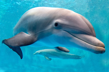 dolphin underwater on reef background