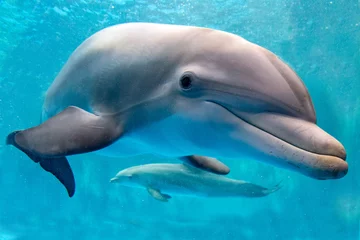 Foto op Canvas dolfijn onderwater op rifachtergrond © Andrea Izzotti
