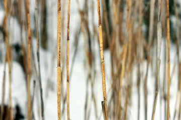 Фон сухого камыша зимой