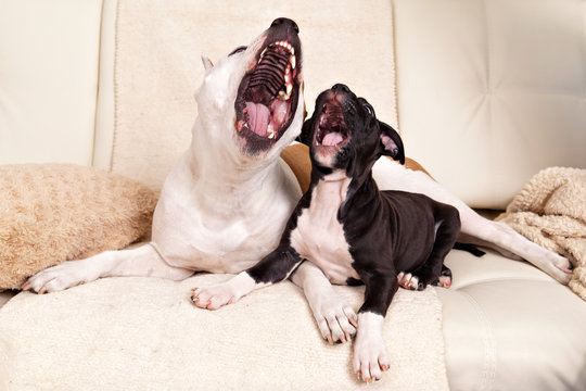 American Staffordshire Terrier Puppy And His Mother Yawn Togethe