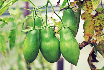 Green tomato in the greenhouse in the summer