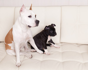  American Staffordshire Terrier puppy and his mother