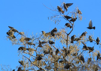 Скворцы на ветках дерева © dinar12