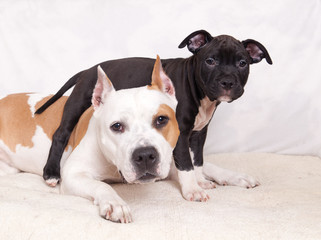  American Staffordshire Terrier puppy climbed over his mother