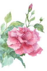 pink background watercolor illustration
