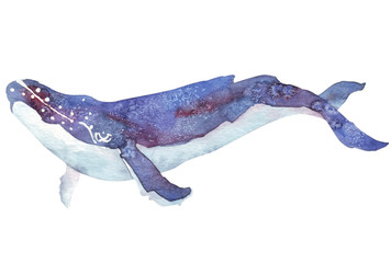 watercolor whale - 100972280