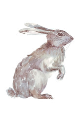 hare bunny watercolor illustration