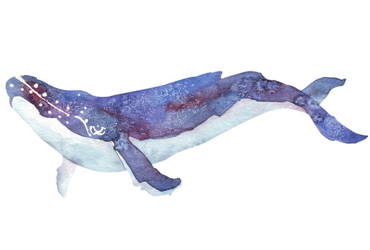 watercolor whale
