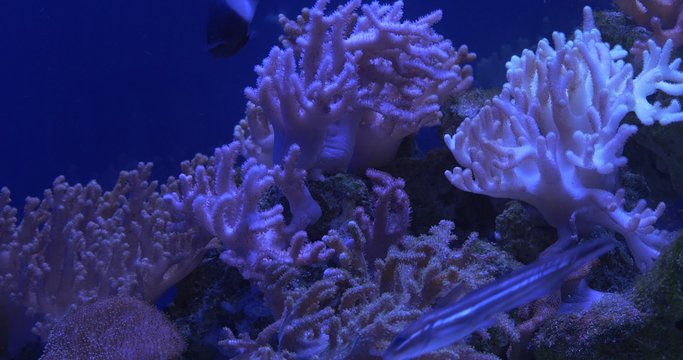 Chromis Dimidiata, Black And White Fish Among Corals, Acropora, Crossocheilus Siamensis