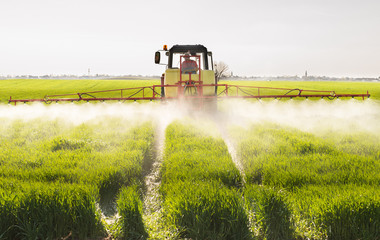 Obraz premium Tractor spraying wheat field