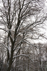 Tree in snow