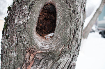 Snowcapped branch of old tree with hollow
