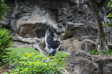 Fototapeta premium A female gorilla at the zoo Tenerife