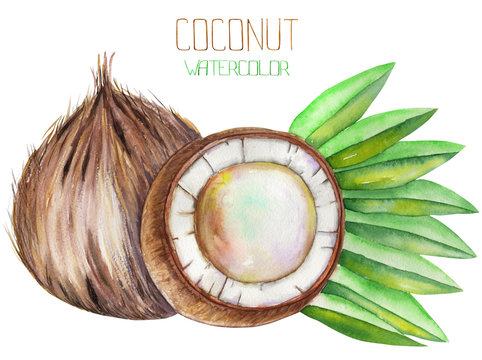 Image of the isolated watercolor coconut. Painted hand-drawn in a watercolor on a white background.