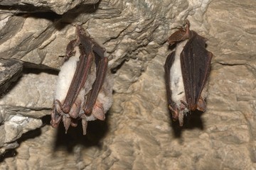 Greater mouse-eared bat ( Myotis myotis) © remus20