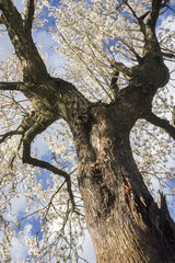 blossoming almond tree