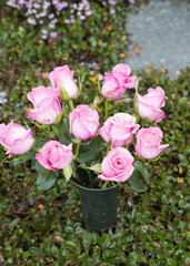 Ein Strauß Rosen