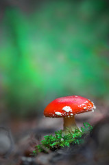 une amanite en pleine nature