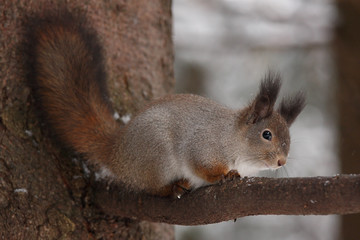 Winter squirrel sitting on a tree. 