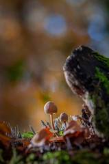 petit champignon dans son environnement 