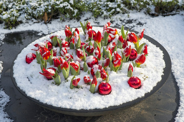Tulpenschale und Weihnachtskugeln im Schnee